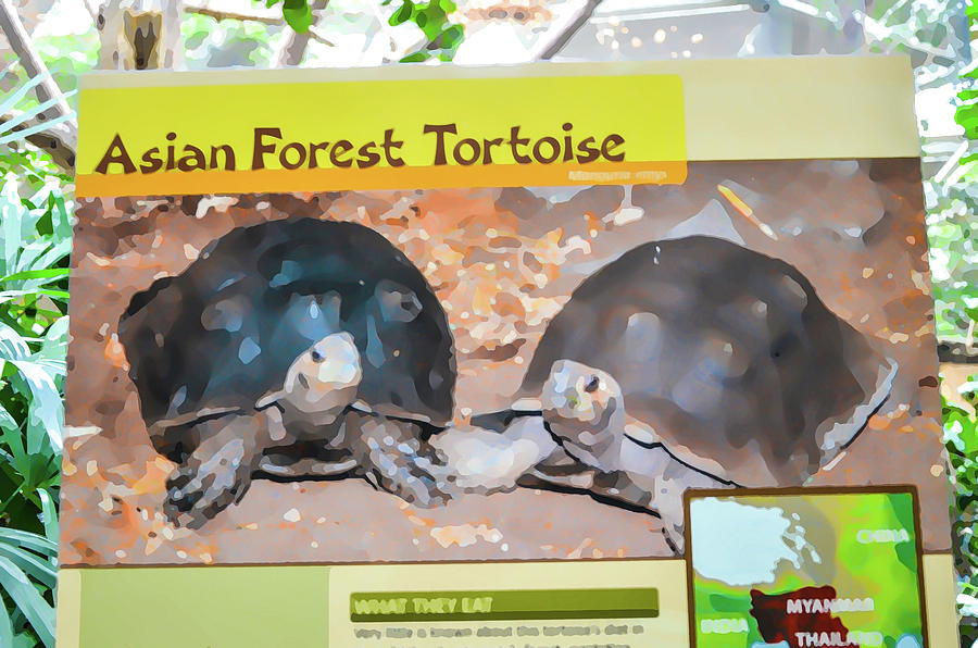 Asian forest tortoise Painting by Jeelan Clark