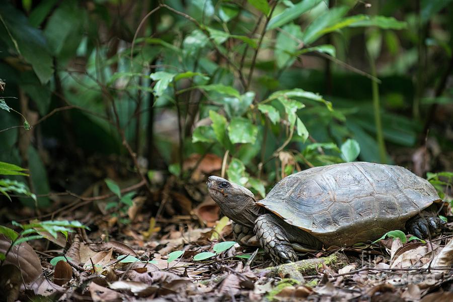 Asian Forest Tortoise Photograph by Scubazoo/science Photo Library