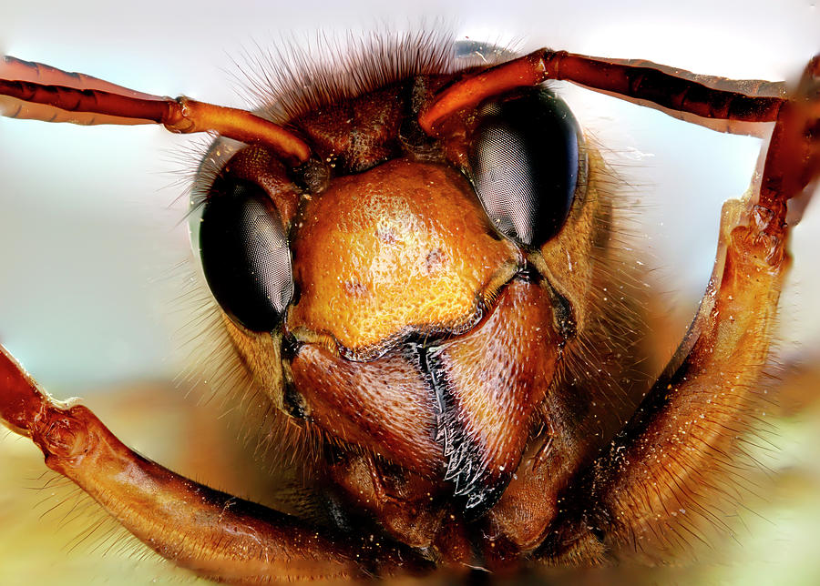 Asian Giant Hornet Face Photograph by Hiroya Minakuchi