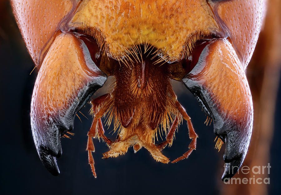 Asian Giant Hornet Jaws Photograph by Us Geological Survey/science Photo Library