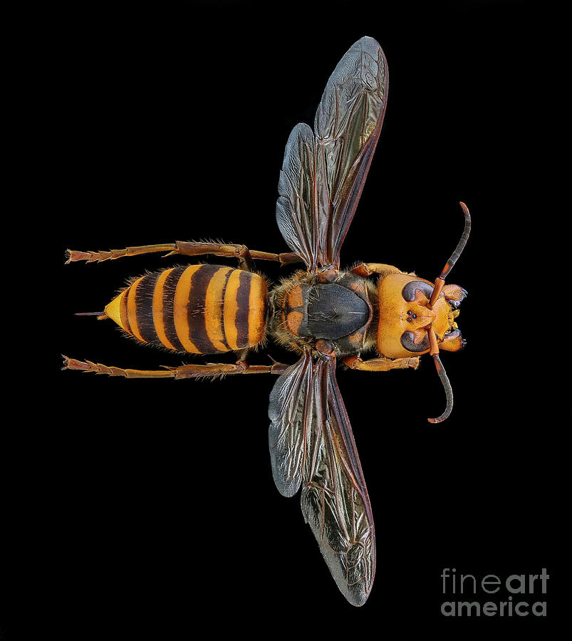 Asian Giant Hornet Photograph by Us Geological Survey/science Photo Library