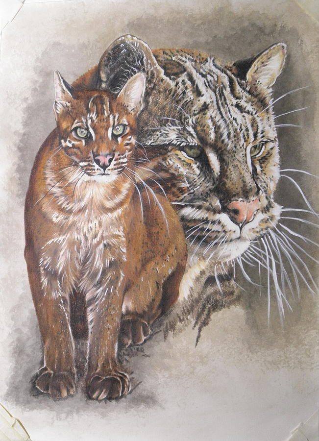 Asian Golden Cat almost there by Barbara Keith Asian Golden Cat almost there by Barbara Keith