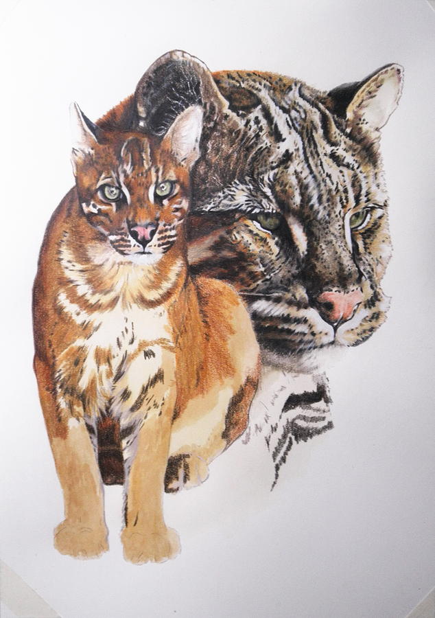 Asian Golden Cat Getting there by Barbara Keith Asian Golden Cat Getting there by Barbara Keith