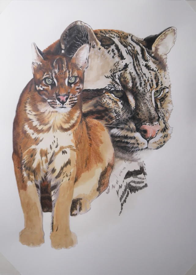 Asian Golden Cat in progress by Barbara Keith Asian Golden Cat in progress by Barbara Keith
