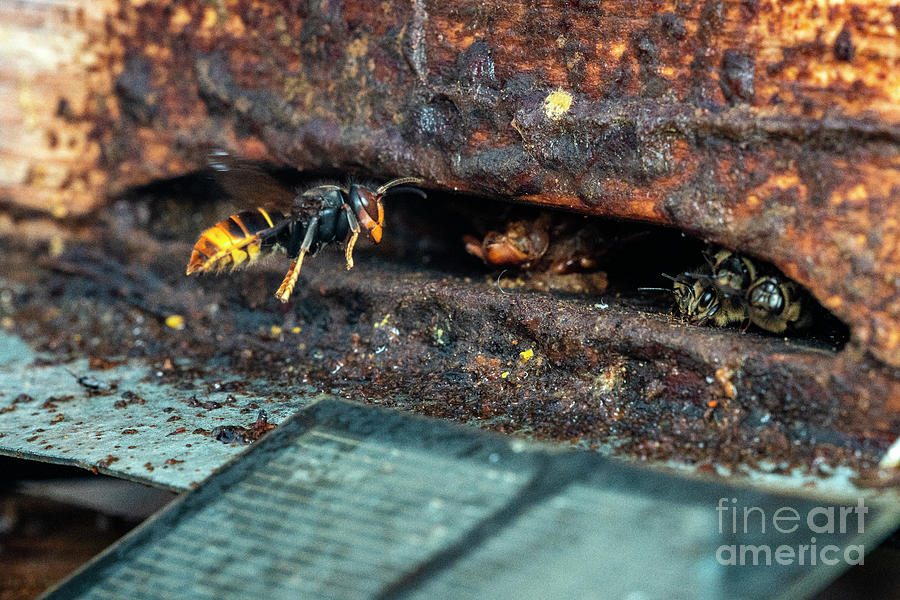 Asian Hornet Hunting Bees Photograph by Nicolas Reusens/science Photo Library