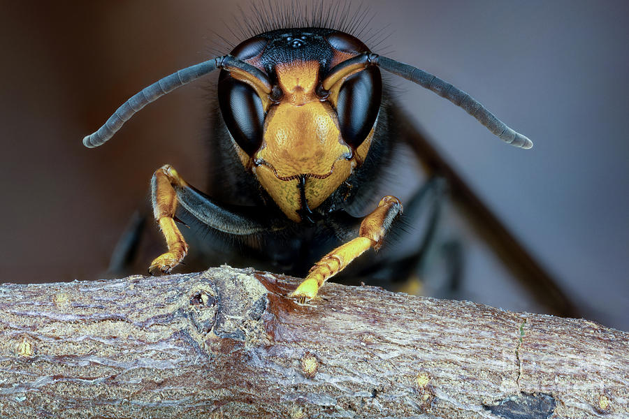 Asian Hornet Photograph by Nicolas Reusens/science Photo Library
