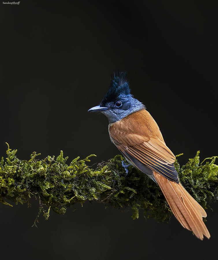 Indian Paradise Flycatcher | visitchile.cl