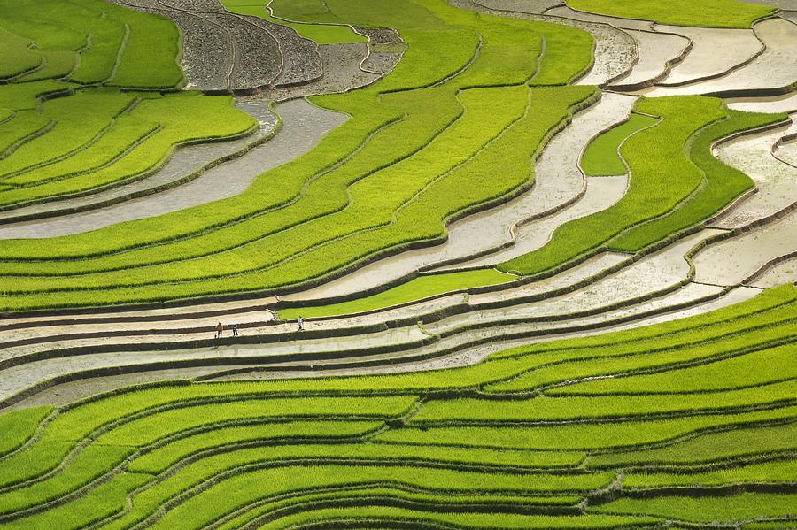 Asian rice field Photograph by Top Wallpapers