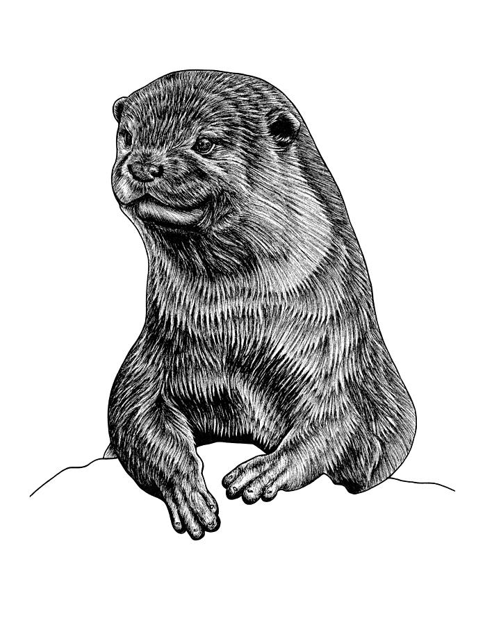 Asian small-clawed otter - ink illustration Drawing by Loren Dowding