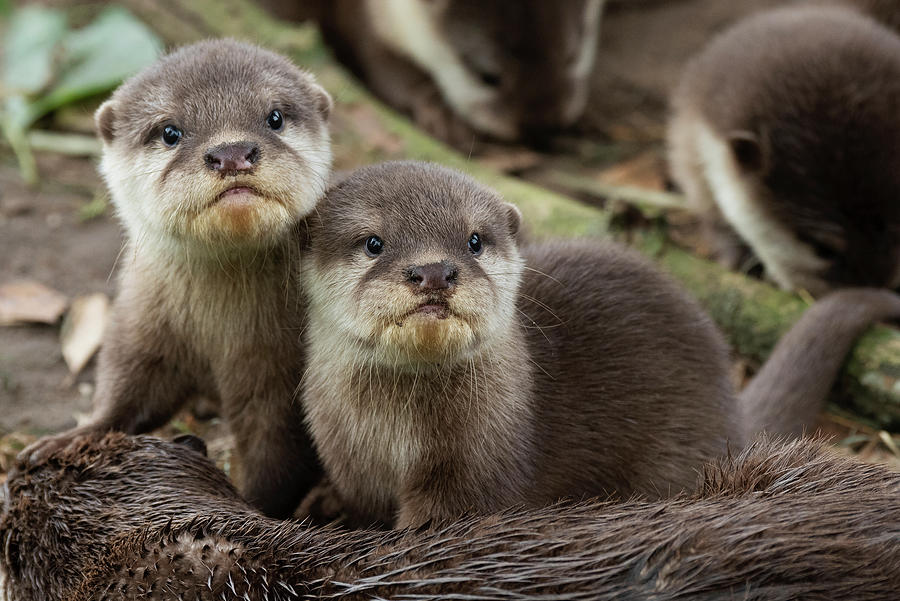 Asian Small-clawed Otter Pups Looking At Camera, Netherlands Photograph ...