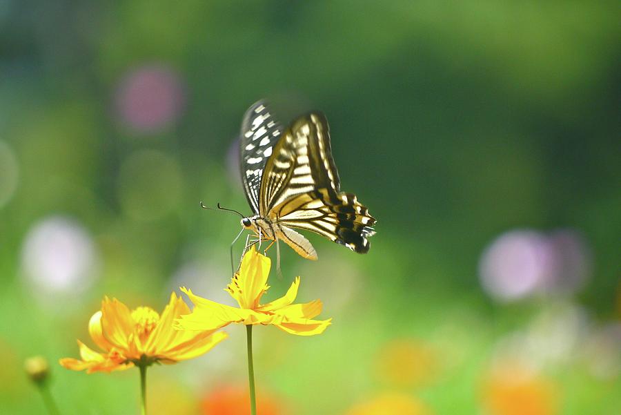 Asian Swallowtail Photograph by T. Kurachi