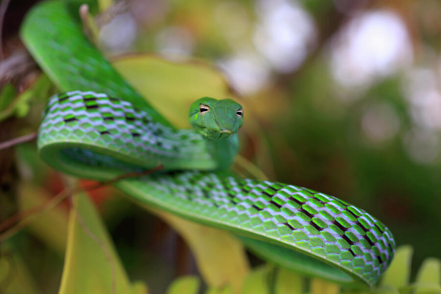 Asian Vine Snake Male, In A Terraced Rice Paddy Field Near Photograph ...