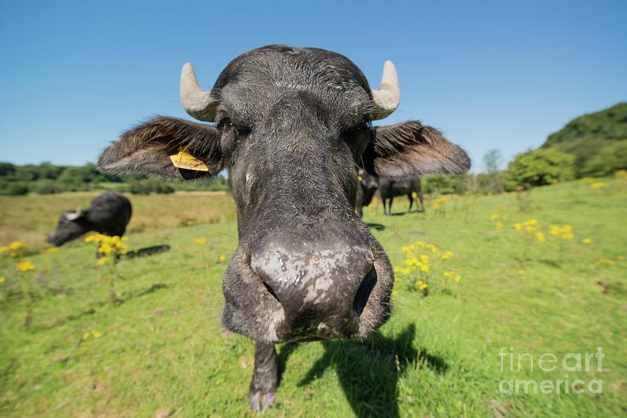Asian Water Buffalo At Cilgerran Nature Reserve Photograph by Andy Davies/science Photo Library