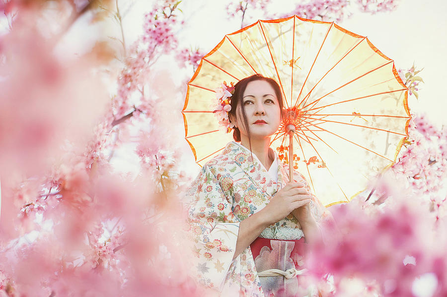 Asian woman in japanese traditional kimono and sakura blossom ...