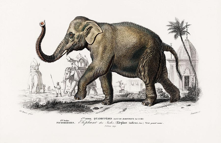 Asiatic elephant Elephas maximus indicus illustrated by Charles ...