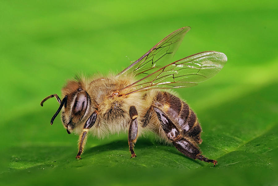 Asiatic Honeybee Photograph by Hiroya Minakuchi