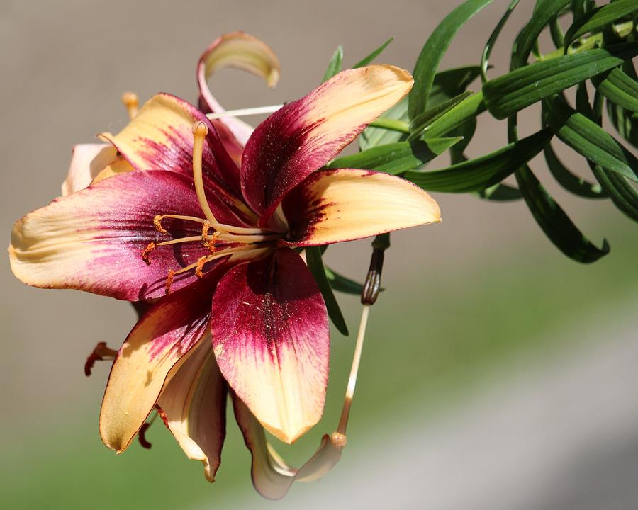 Lily Photograph - Asiatic Lily by On The Go Candace Daniels