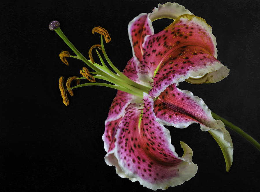Summer Photograph - Asiatic Lily by Jlloydphoto