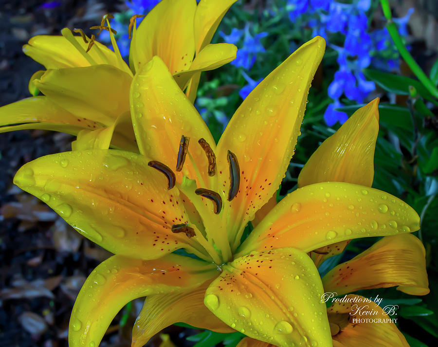 Asiatic Lily by Kevin Banker Asiatic Lily by Kevin Banker