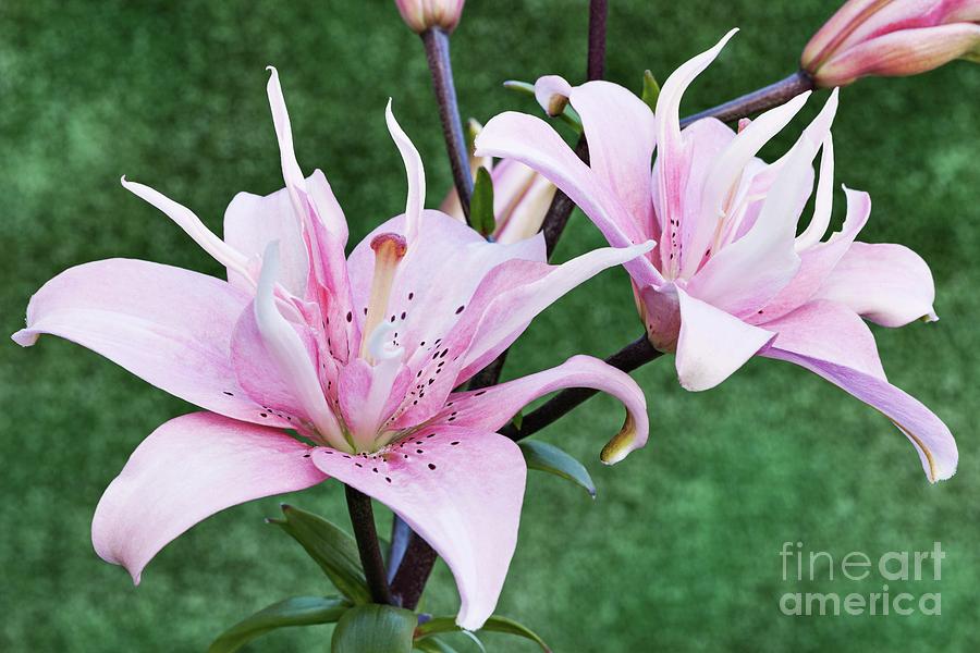 Asiatic Lily (lilium 'elodie') Photograph by Ann Pickford/science Photo