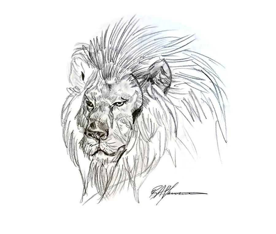 Lion Drawing Isolated, Animal, Cute, Cartoon PNG Transparent Image and  Clipart for Free Download