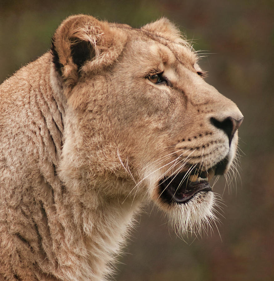 Asiatic Lioness Portrait Photograph by John Dickson