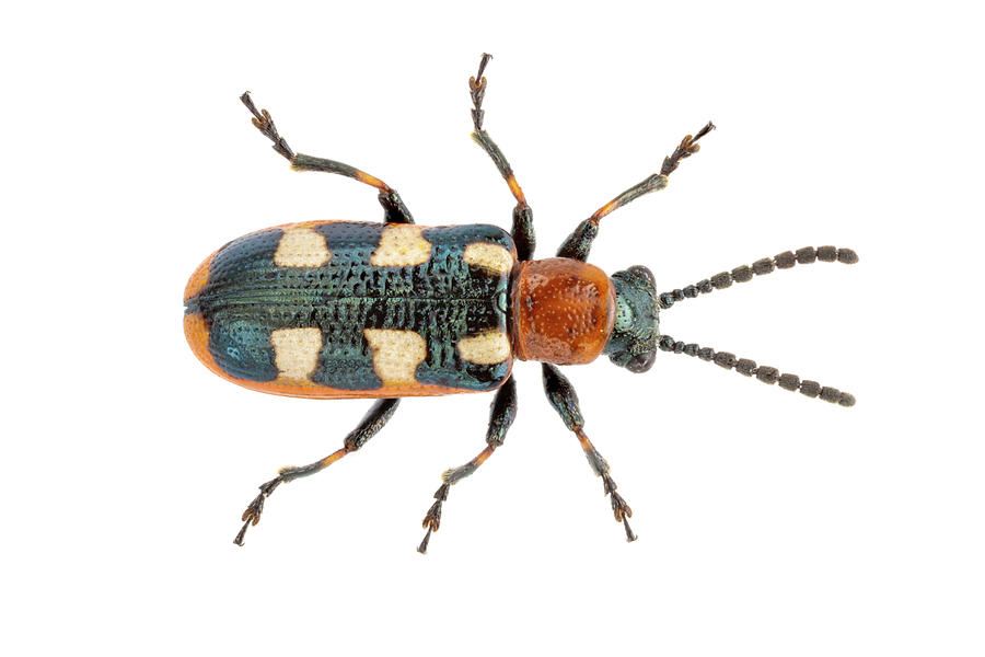 Asparagus Beetle, Considered A Garden Pest As It Eats Photograph by ...