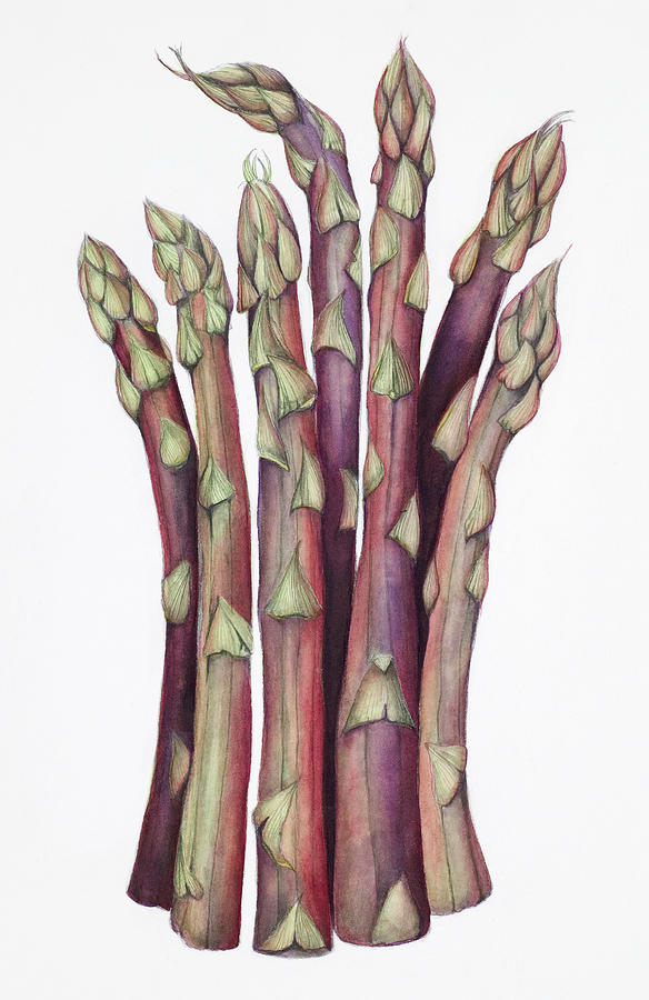 Asparagus Painting - Asparagus by Deborah Kopka