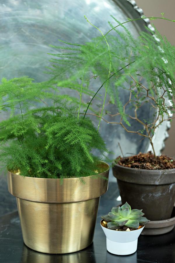 Asparagus Fern In Gold Pot, Succulent And Toromiro Photograph by Cecilia Mller