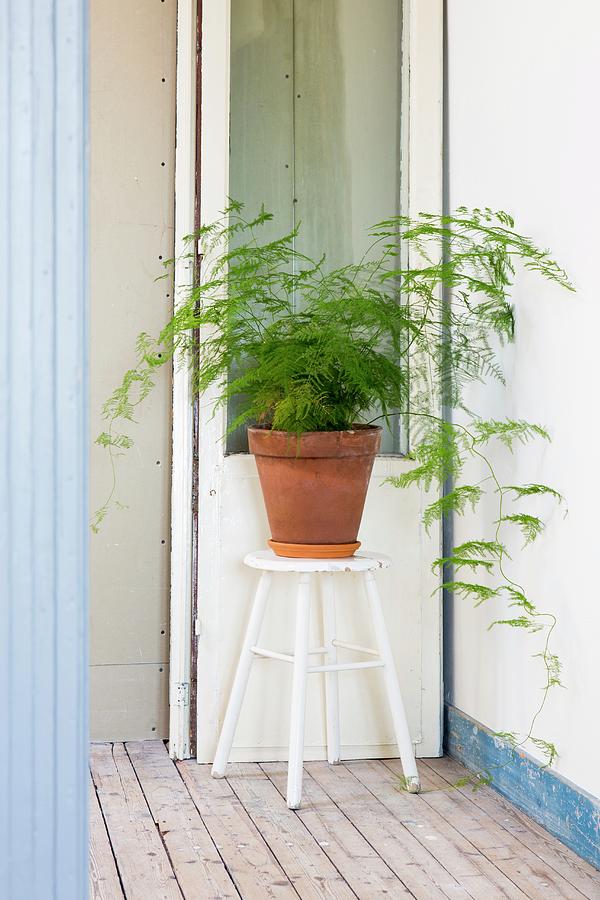 Asparagus Fern In Terracotta Pot On Stool In Hallway Photograph by Peter Kooijman