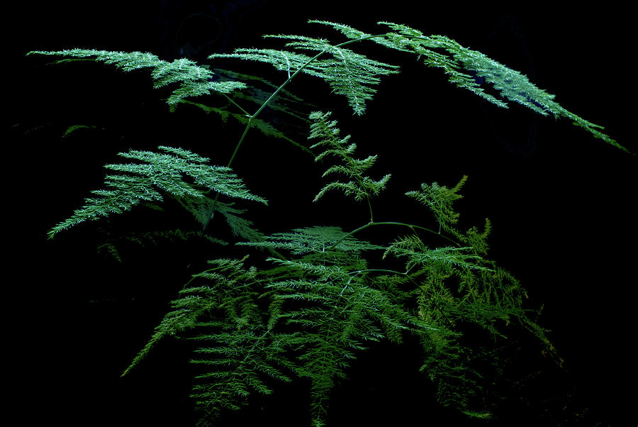 Asparagus Fern by Jarmo Honkanen Asparagus Fern by Jarmo Honkanen