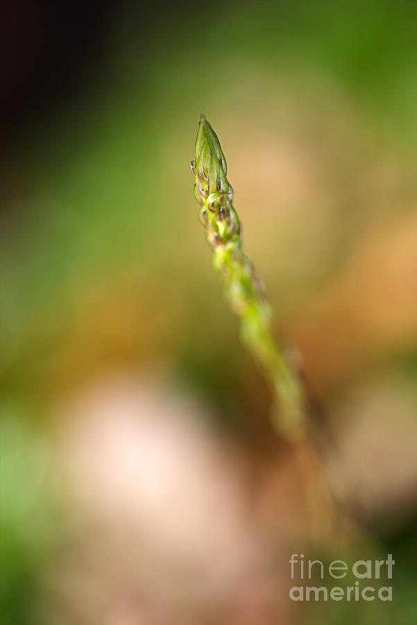 Asparagus Fern Plant  Photograph by Joy Watson