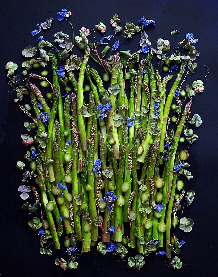 Asparagus Garden by Sarah Phillips Asparagus Garden by Sarah Phillips