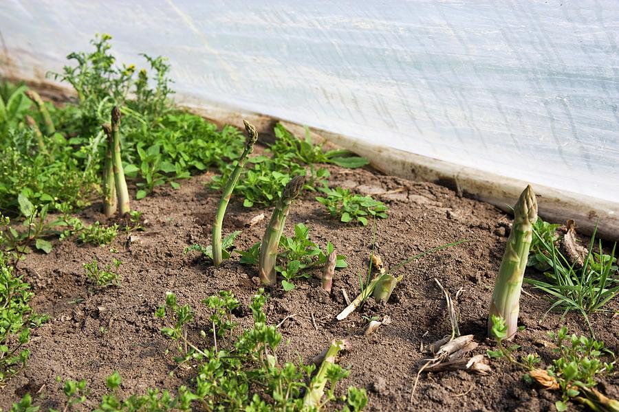 Asparagus Growing In A Greenhouse Photograph by Besancon, Lydie Pixels