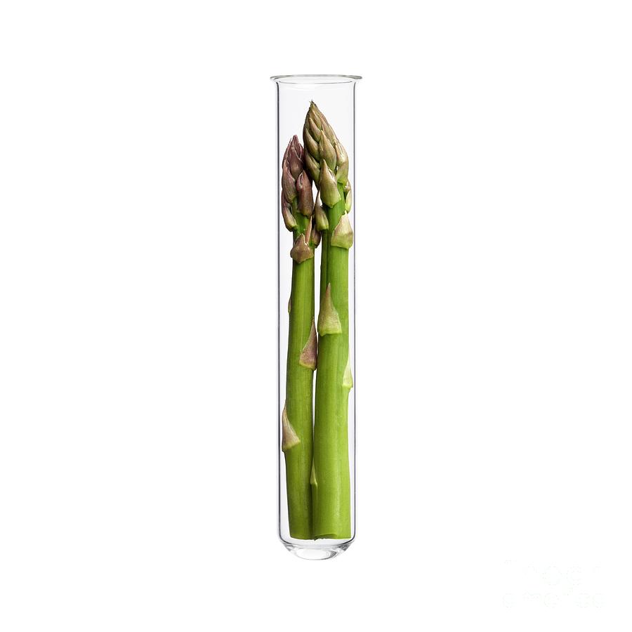 Asparagus In Test Tube Photograph by Science Photo Library Pixels