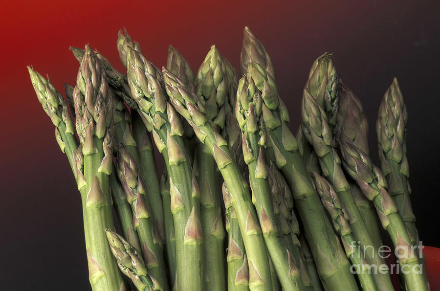 Asparagus Photograph - Asparagus, Italy by 