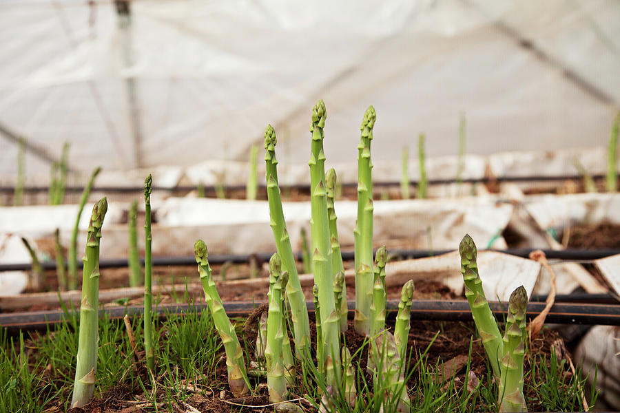 Asparagus Shoots Coming Up Through The Ground In A Greenhouse Photograph by Kirstie Young