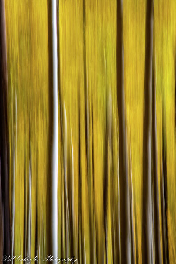 Aspen Abstract Photograph by Bill Gallagher