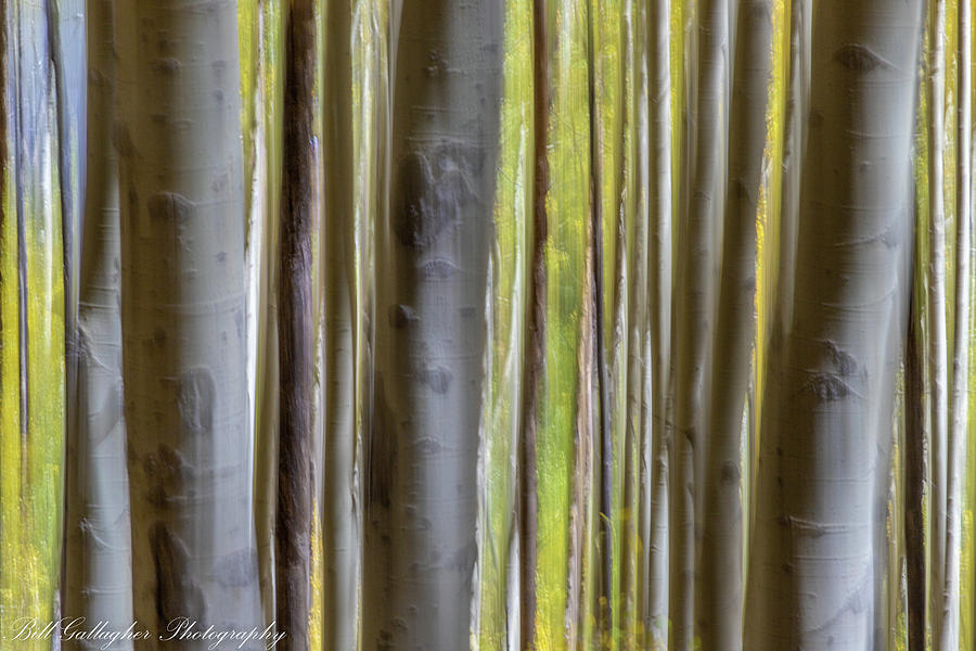 Aspen Abstract II Photograph by Bill Gallagher