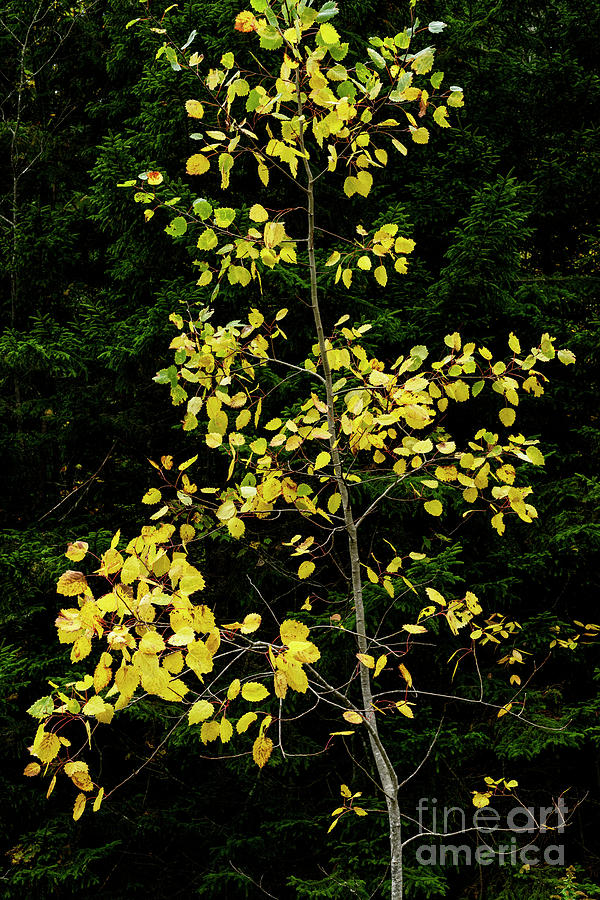 Aspen against Red Spruce Photograph by Thomas R Fletcher