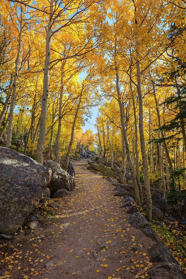 Aspen along a trail in Rocky Mountain National Park 1021 Photograph by ...