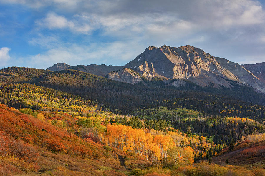 Aspen along County Road 1031 Photograph by Rob Greebon - Fine Art America