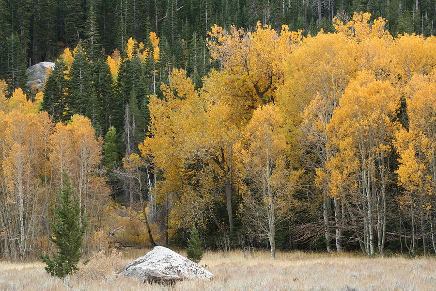 Aspen and Cottonwood, Autumn, Eastern Sierra Photograph by Deane ...