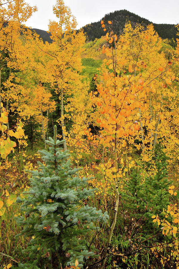 Aspen and Fur Saplings in Fall Photograph by Ray Mathis