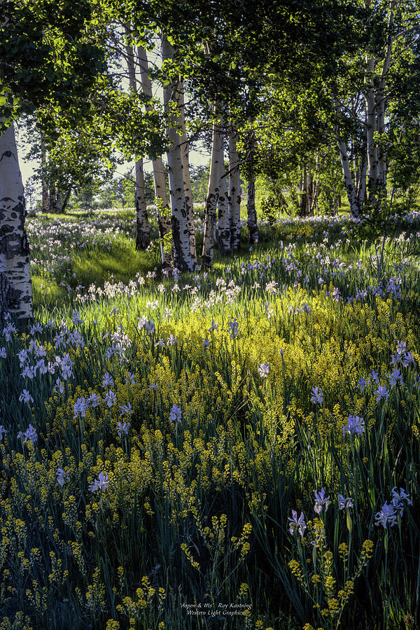 Aspen and Iris Photograph by Western Light Decor