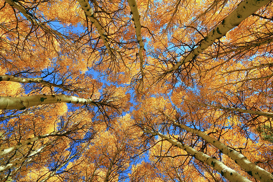 Aspen Autumn Colors Photograph by Sameer Mundkur
