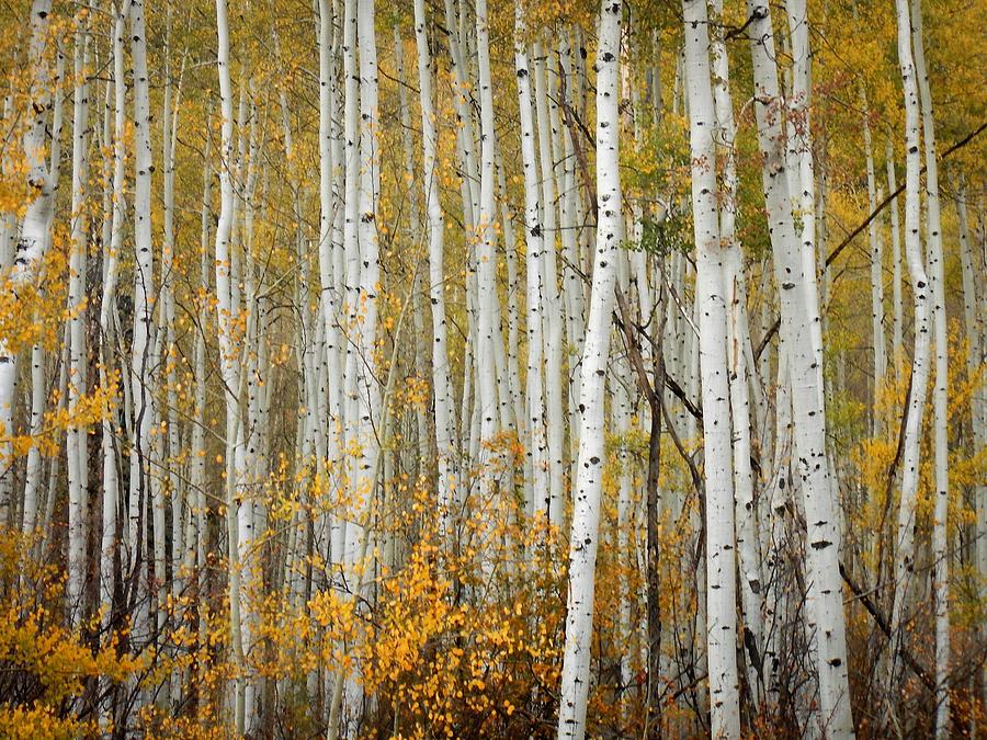 Aspen Bark Photograph by Jim Romo