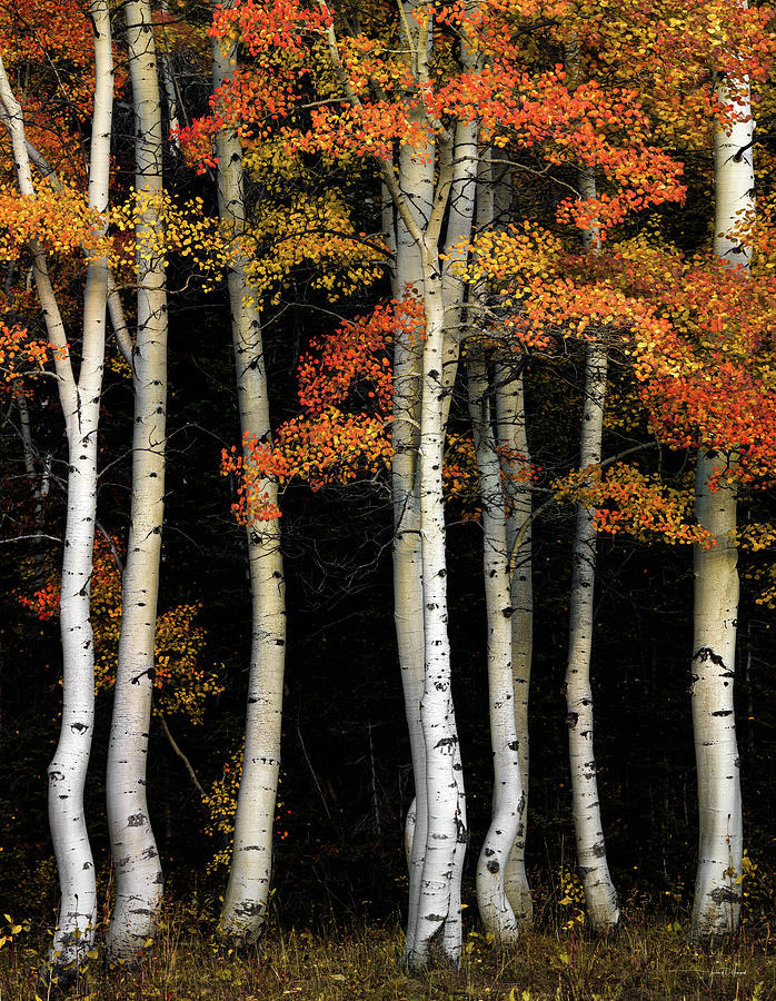 Fall Photograph - Aspen Contrast, Southeast Idaho by Leland D Howard