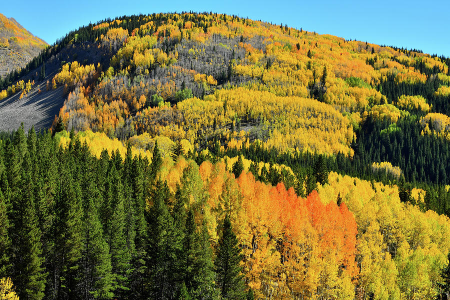 Aspen Covered Hillsides en Route to Durango Photograph by Ray Mathis