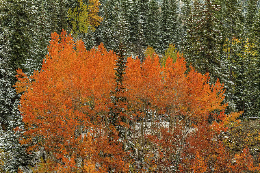 Fall Photograph - Aspen Flames by Bill Sherrell